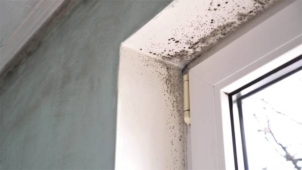 Best Black Mold Removal  in Helper, UT