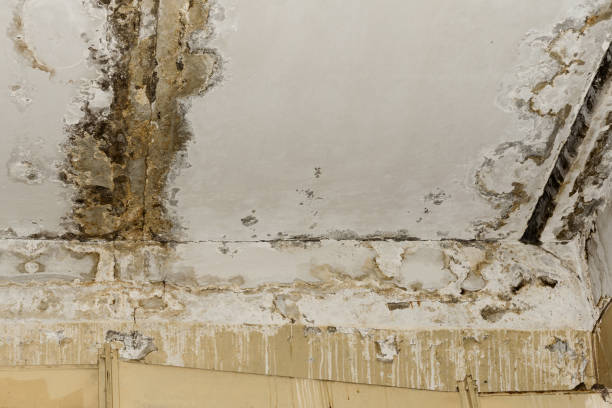 Best Basement Mold Removal  in Helper, UT